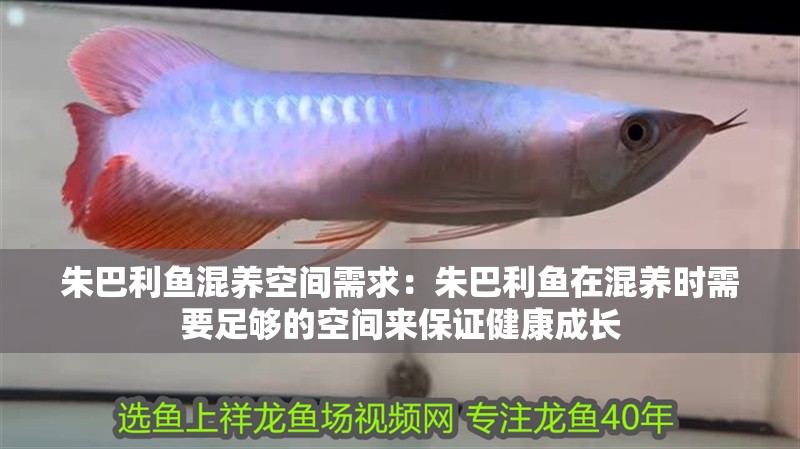 朱巴利魚混養空間需求：朱巴利魚在混養時需要足夠的空間來保證健康成長