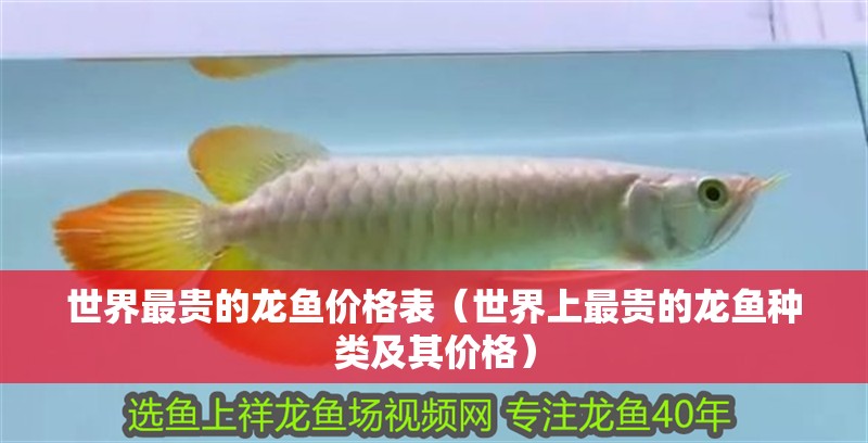 世界最貴的龍魚價格表（世界上最貴的龍魚種類及其價格）