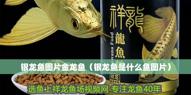 銀龍魚圖片金龍魚（銀龍魚是什么魚圖片）
