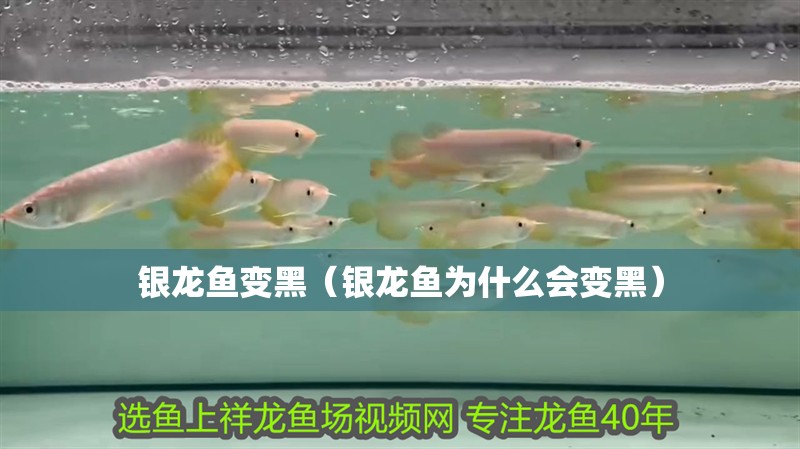 銀龍魚變黑（銀龍魚為什么會(huì)變黑）