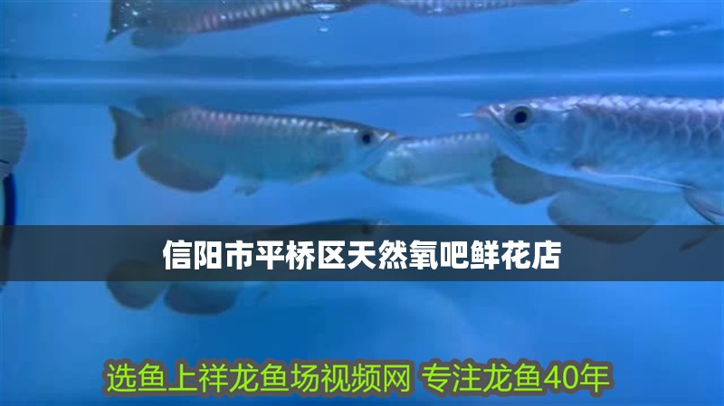 信陽市平橋區天然氧吧鮮花店
