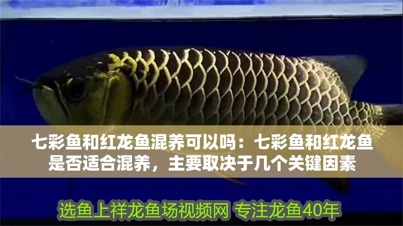 七彩魚和紅龍魚混養(yǎng)可以嗎：七彩魚和紅龍魚是否適合混養(yǎng)，主要取決于幾個(gè)關(guān)鍵因素