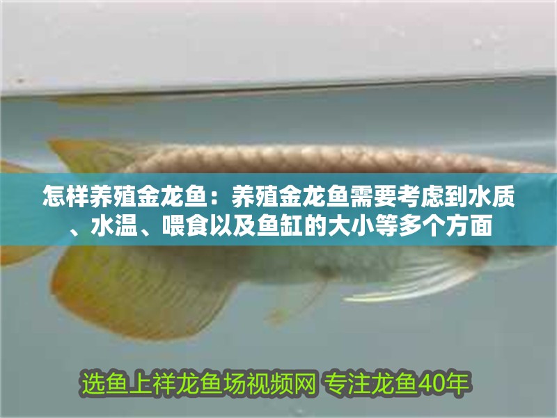 怎樣養殖金龍魚：養殖金龍魚需要考慮到水質、水溫、喂食以及魚缸的大小等多個方面