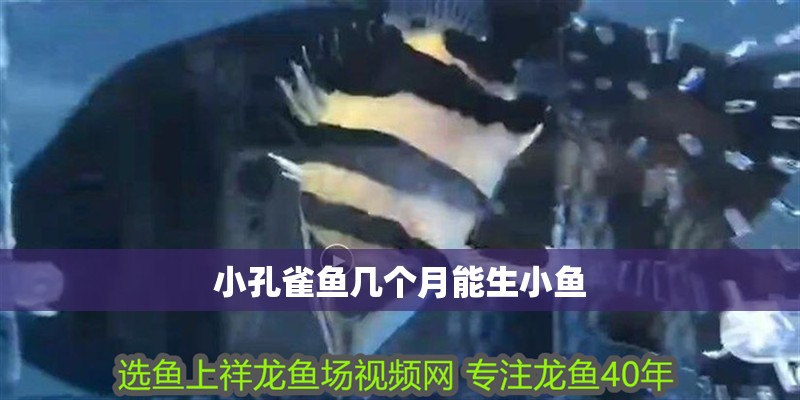 小孔雀魚幾個月能生小魚