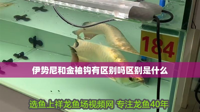 伊勢尼和金袖鉤有區別嗎區別是什么