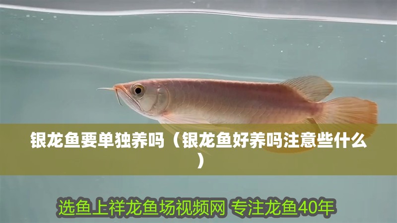 銀龍魚要單獨養嗎（銀龍魚好養嗎注意些什么）