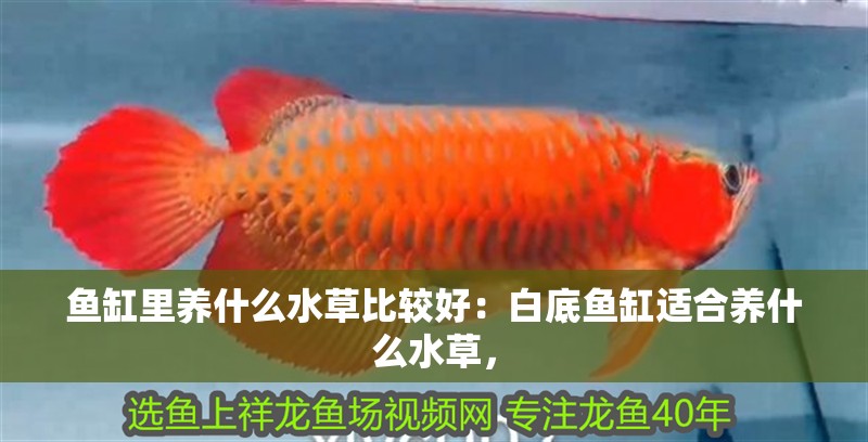 魚(yú)缸里養(yǎng)什么水草比較好：白底魚(yú)缸適合養(yǎng)什么水草，