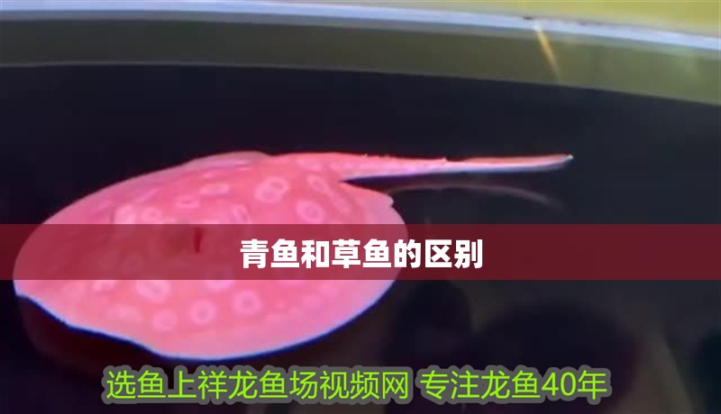 青魚和草魚的區別 青魚和草魚的區別 龍魚論壇