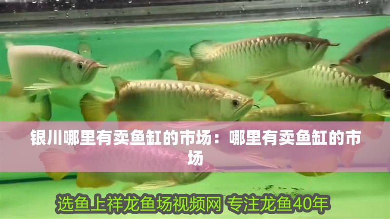 銀川哪里有賣魚缸的市場(chǎng)：哪里有賣魚缸的市場(chǎng)