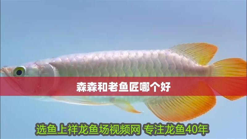 森森和老魚匠哪個好