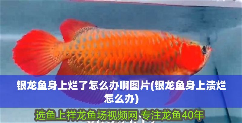 銀龍魚身上爛了怎么辦啊圖片(銀龍魚身上潰爛怎么辦)