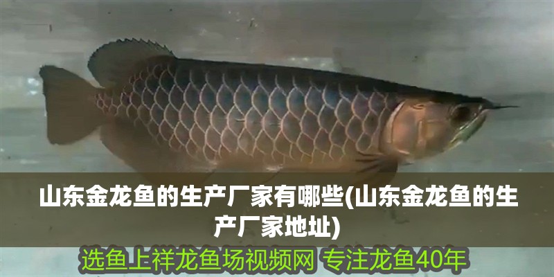 紅龍魚用黃燈烤有用嗎 山東金龍魚的生產(chǎn)廠家有哪些(山東金龍魚的生產(chǎn)廠家地址) 銀龍魚百科 山東金龍魚的生產(chǎn)廠家有哪些(山東金龍魚的生產(chǎn)廠家地址) 山東金龍魚的生產(chǎn)廠家有哪些(山東金龍魚的生產(chǎn)廠家地址) 銀龍魚百科
