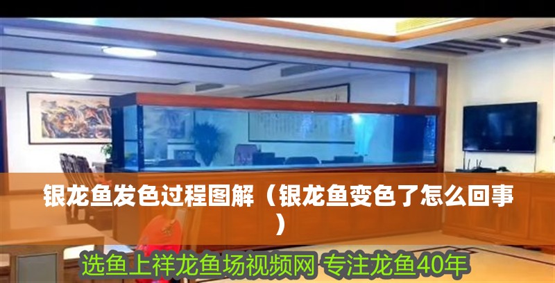 銀龍魚發色過程圖解（銀龍魚變色了怎么回事）