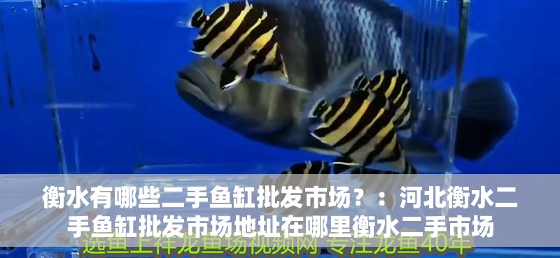 衡水有哪些二手魚缸批發市場？：河北衡水二手魚缸批發市場地址在哪里衡水二手市場