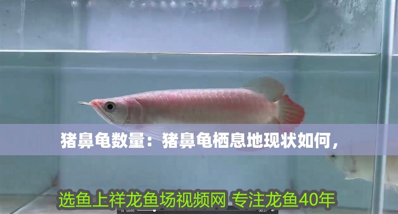 豬鼻龜數量：豬鼻龜棲息地現狀如何，