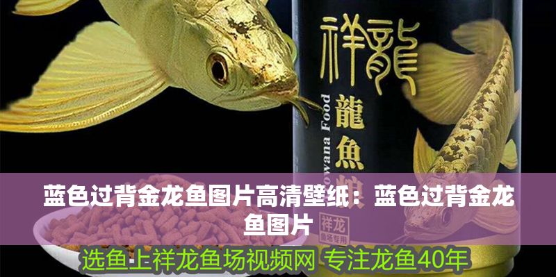 藍(lán)色過背金龍魚圖片高清壁紙：藍(lán)色過背金龍魚圖片