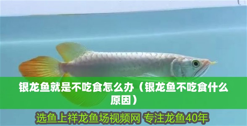 銀龍魚就是不吃食怎么辦（銀龍魚不吃食什么原因）