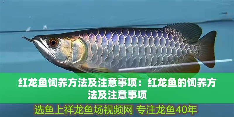 紅龍魚飼養(yǎng)方法及注意事項：紅龍魚的飼養(yǎng)方法及注意事項