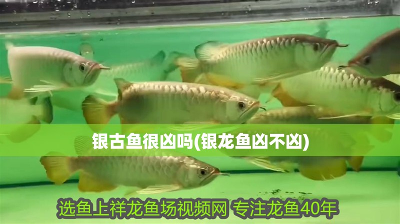銀古魚(yú)很兇嗎(銀龍魚(yú)兇不兇)