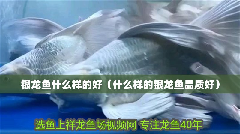 銀龍魚什么樣的好（什么樣的銀龍魚品質(zhì)好）