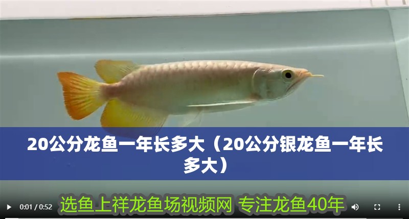20公分龍魚一年長多大（20公分銀龍魚一年長多大）