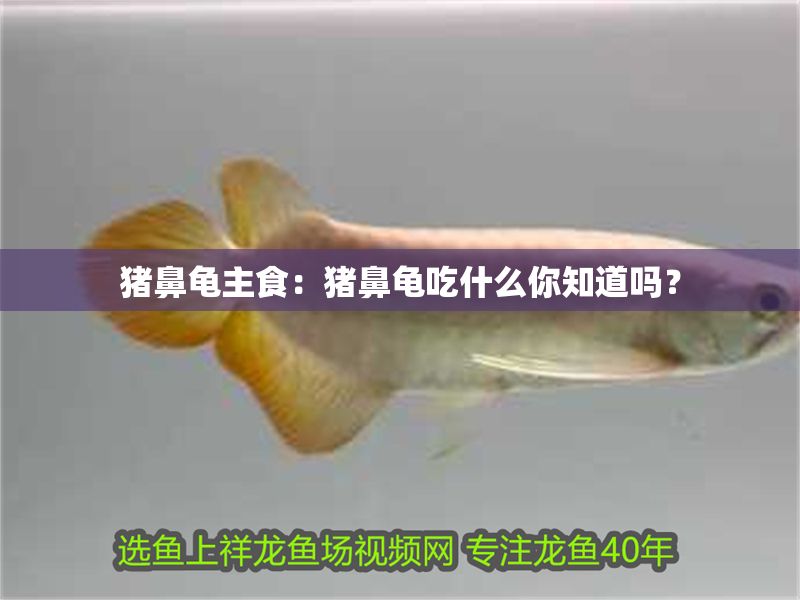 豬鼻龜主食：豬鼻龜吃什么你知道嗎？