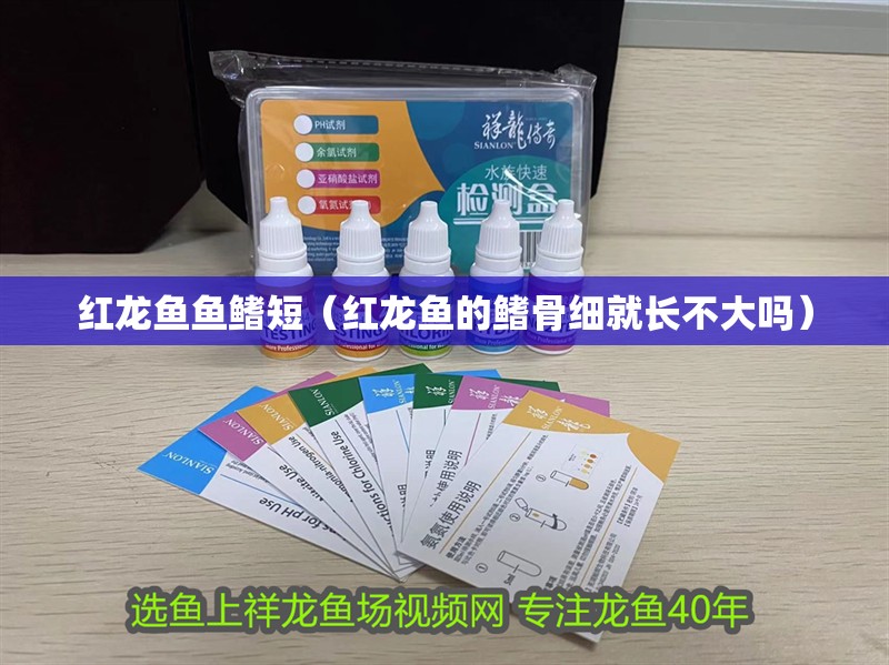 紅龍魚魚鰭短（紅龍魚的鰭骨細(xì)就長不大嗎）
