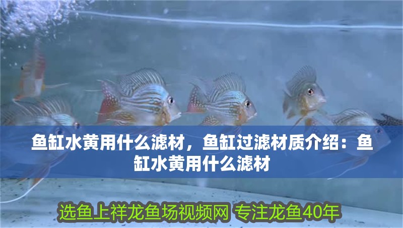 魚缸水黃用什么濾材，魚缸過濾材質(zhì)介紹：魚缸水黃用什么濾材 魚缸水黃用什么濾材，魚缸過濾材質(zhì)介紹：魚缸水黃用什么濾材 魚缸百科