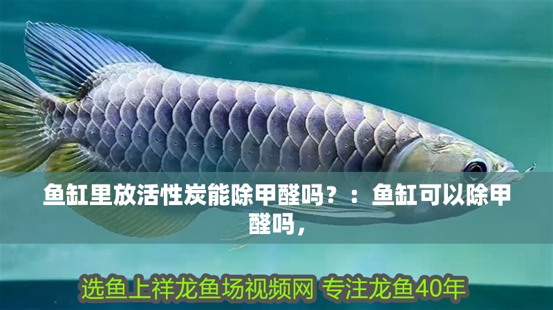 魚缸里放活性炭能除甲醛嗎？：魚缸可以除甲醛嗎，