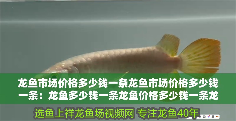 龍魚市場價格多少錢一條龍魚市場價格多少錢一條：龍魚多少錢一條龍魚價格多少錢一條龍魚價格是多少