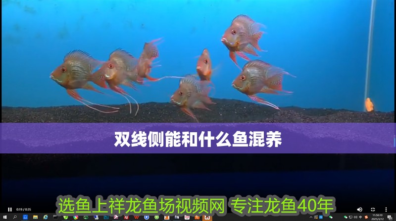 雙線側能和什么魚混養