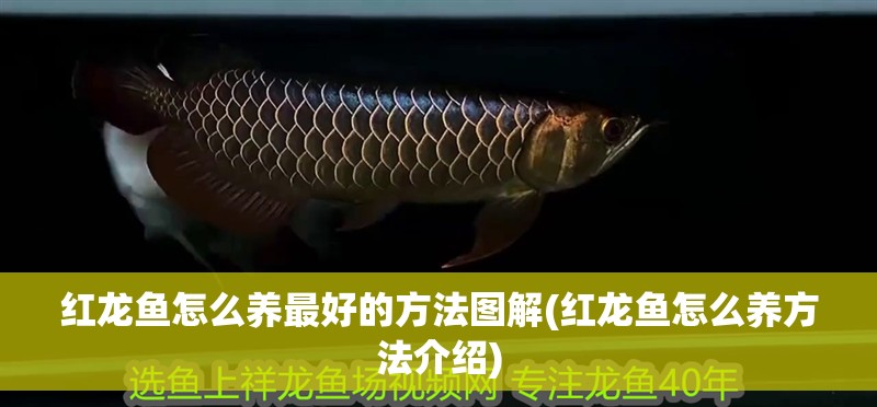紅龍魚怎么養最好的方法圖解(紅龍魚怎么養方法介紹)