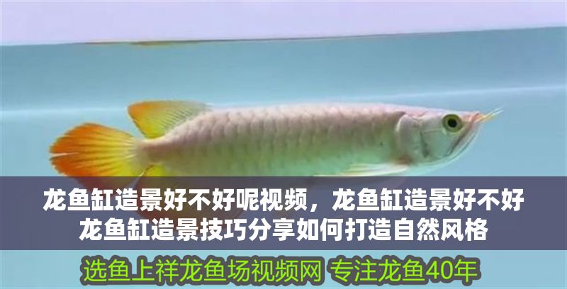 龍魚缸造景好不好呢視頻，龍魚缸造景好不好龍魚缸造景技巧分享如何打造自然風格