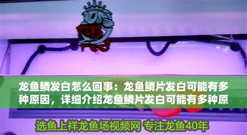 龍魚鱗發白怎么回事：龍魚鱗片發白可能有多種原因，詳細介紹龍魚鱗片發白可能有多種原因