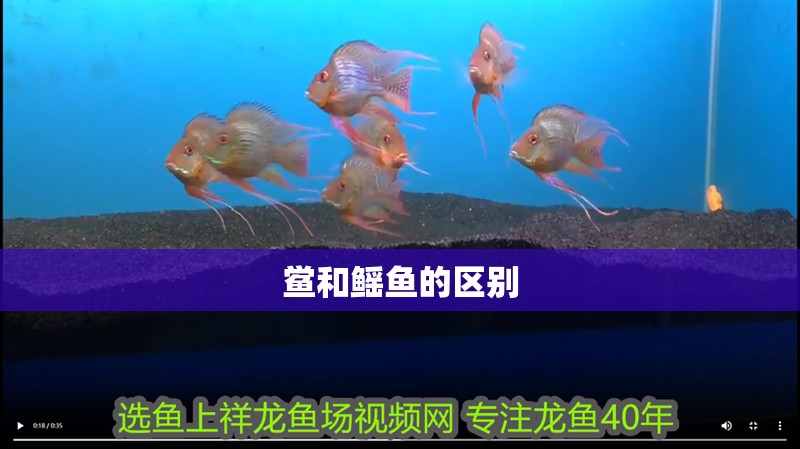 鱟和鰩魚的區別