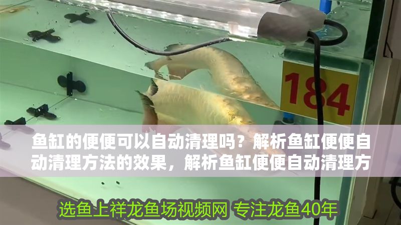 魚缸的便便可以自動清理嗎？解析魚缸便便自動清理方法的效果，解析魚缸便便自動清理方法的效果
