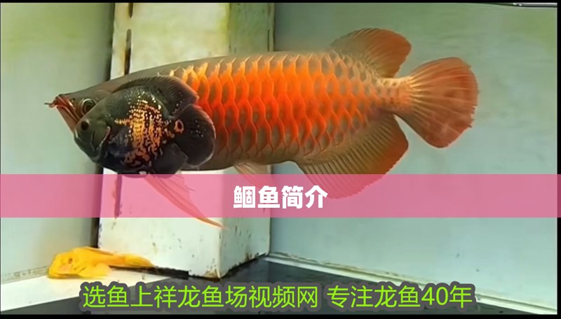 鲴魚簡介