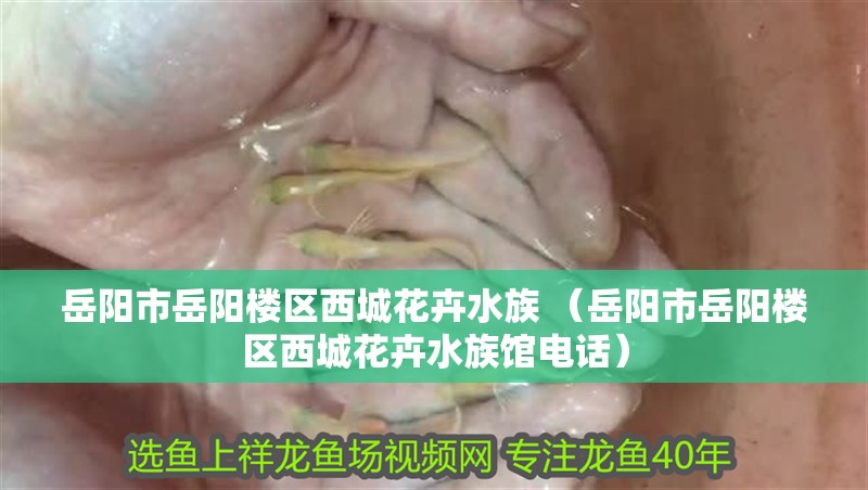 岳陽市岳陽樓區西城花卉水族 （岳陽市岳陽樓區西城花卉水族館電話） 岳陽市岳陽樓區西城花卉水族 （岳陽市岳陽樓區西城花卉水族館電話） 全國水族館企業名錄