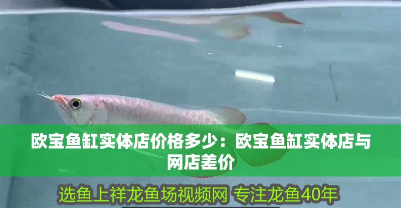 歐寶魚缸實體店價格多少：歐寶魚缸實體店與網店差價