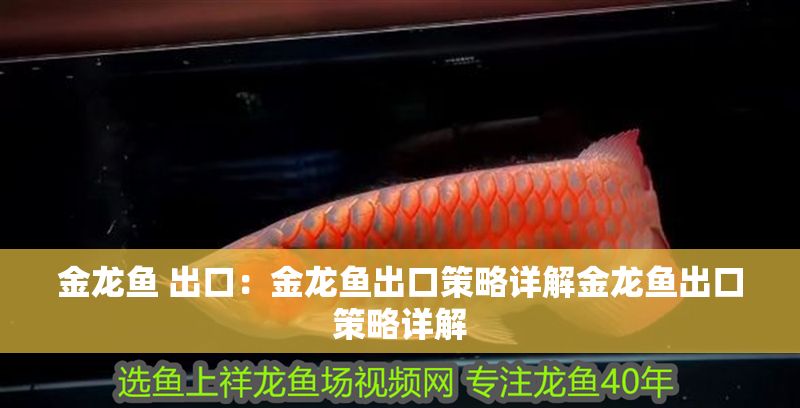 金龍魚 出口：金龍魚出口策略詳解金龍魚出口策略詳解