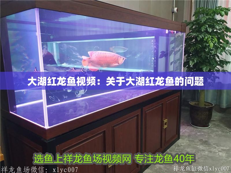 大湖紅龍魚視頻：關(guān)于大湖紅龍魚的問題