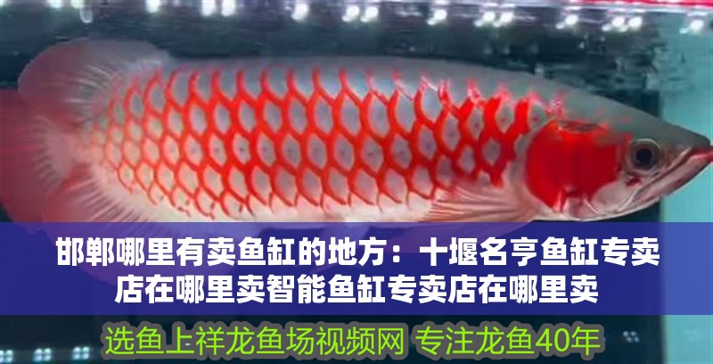 邯鄲哪里有賣魚缸的地方：十堰名亨魚缸專賣店在哪里賣智能魚缸專賣店在哪里賣