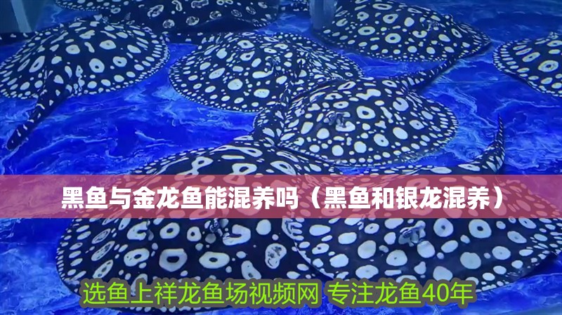 虎魚(yú)天天黑來(lái)點(diǎn)赤瞳黃金 黑魚(yú)與金龍魚(yú)能混養(yǎng)嗎(黑魚(yú)和銀龍混養(yǎng)) 銀龍魚(yú)百科 黑魚(yú)與金龍魚(yú)能混養(yǎng)嗎(黑魚(yú)和銀龍混養(yǎng)) 黑魚(yú)與金龍魚(yú)能混養(yǎng)嗎(黑魚(yú)和銀龍混養(yǎng)) 銀龍魚(yú)百科