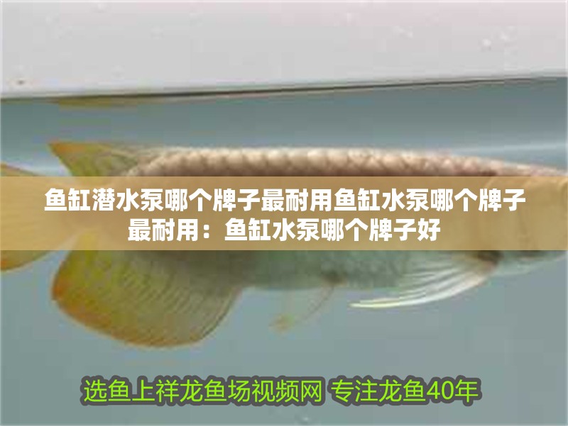 魚缸潛水泵哪個(gè)牌子最耐用魚缸水泵哪個(gè)牌子最耐用：魚缸水泵哪個(gè)牌子好