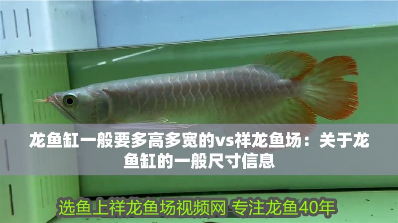 龍魚缸一般要多高多寬的vs祥龍魚場：關于龍魚缸的一般尺寸信息