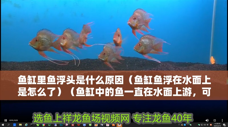 魚缸里魚浮頭是什么原因（魚缸魚浮在水面上是怎么了）（魚缸中的魚一直在水面上游，可能是缺氧而浮頭的原因）
