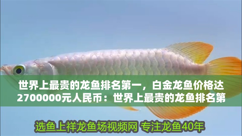世界上最貴的龍魚排名第一，白金龍魚價格達2700000元人民幣：世界上最貴的龍魚排名第一