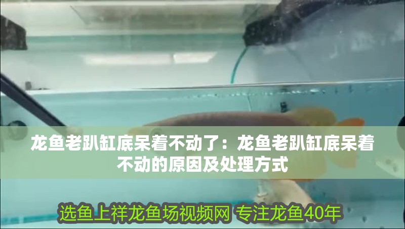 龍魚老趴缸底呆著不動了：龍魚老趴缸底呆著不動的原因及處理方式
