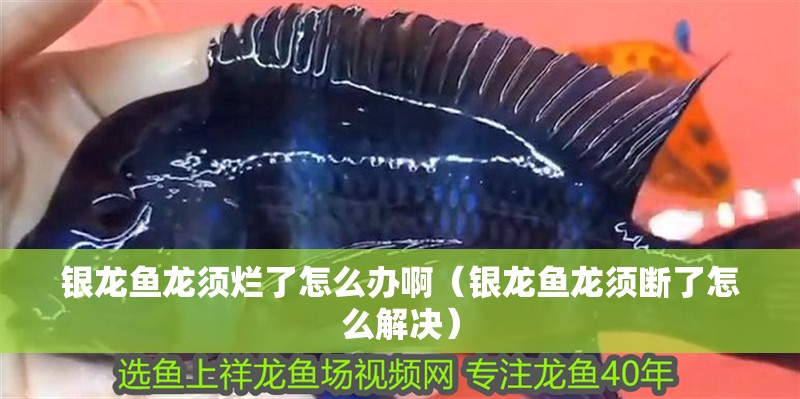 銀龍魚龍須爛了怎么辦啊（銀龍魚龍須斷了怎么解決）