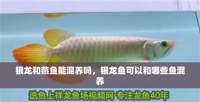 銀龍和燕魚(yú)能混養(yǎng)嗎，銀龍魚(yú)可以和哪些魚(yú)混養(yǎng)
